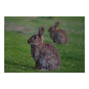 Wild Rabbit Foto Afdruk