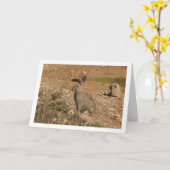 Wild Rabbit in Canyon Kaart (Gele Bloem)