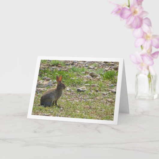 Wild Rabbit in Canyon Kaart (Orchidee)