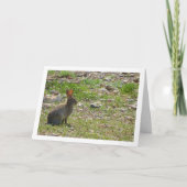 Wild Rabbit in Canyon Kaart (Voorkant)