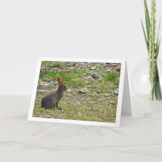 Wild Rabbit in Canyon Kaart (Voorkant)