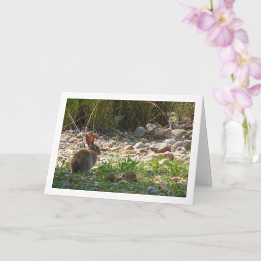 Wild Rabbit in Canyon Kaart (Orchidee)