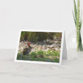 Wild Rabbit in Canyon Kaart (Voorkant)