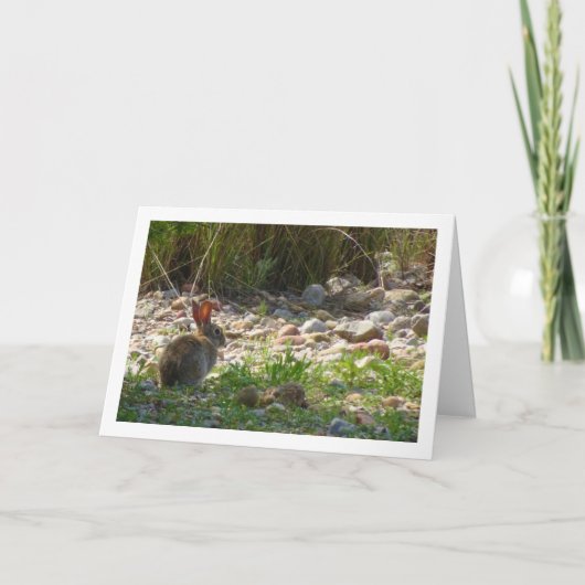 Wild Rabbit in Canyon Kaart (Voorkant)