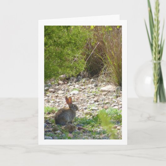 Wild Rabbit in Canyon Kaart (Voorkant)