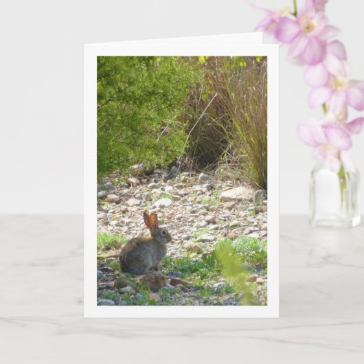 Wild Rabbit in Canyon Kaart (Orchidee)