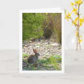 Wild Rabbit in Canyon Kaart (Gele Bloem)