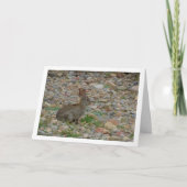 Wild Rabbit in Platteland Kaart (Voorkant)