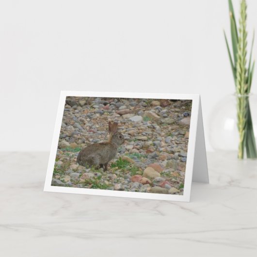 Wild Rabbit in Platteland Kaart (Voorkant)