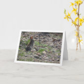 Wild Rabbit in Platteland Kaart (Gele Bloem)