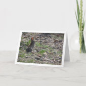 Wild Rabbit in Platteland Kaart (Voorkant)