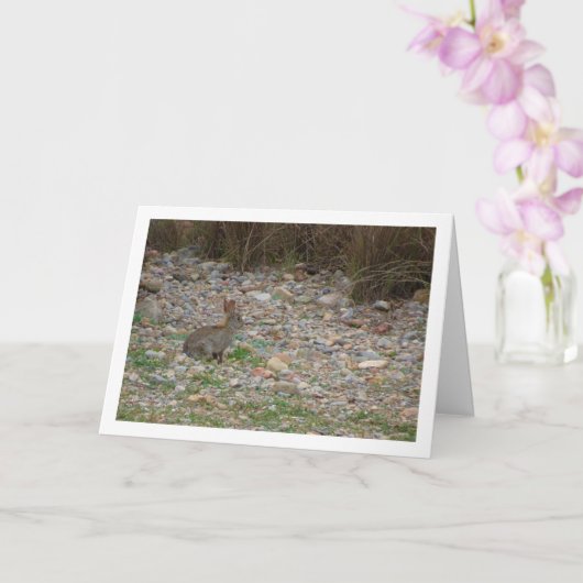 Wild Rabbit in Platteland Kaart (Orchidee)