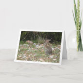 Wild Rabbit in Platteland Kaart (Voorkant)