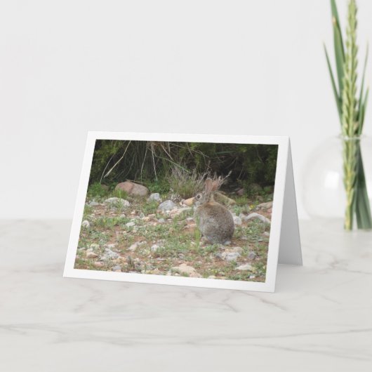 Wild Rabbit in Platteland Kaart (Voorkant)