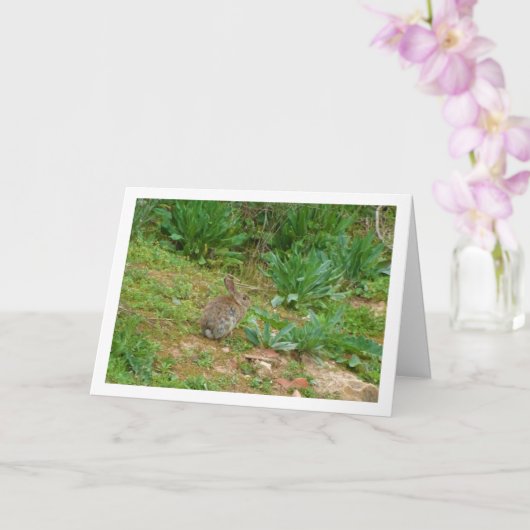 Wild Rabbit in Platteland Kaart (Orchidee)