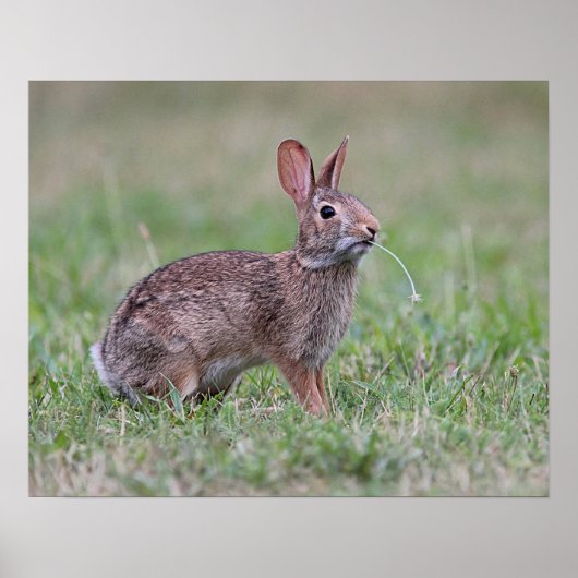 Wild Rabbit Poster (Voorkant)