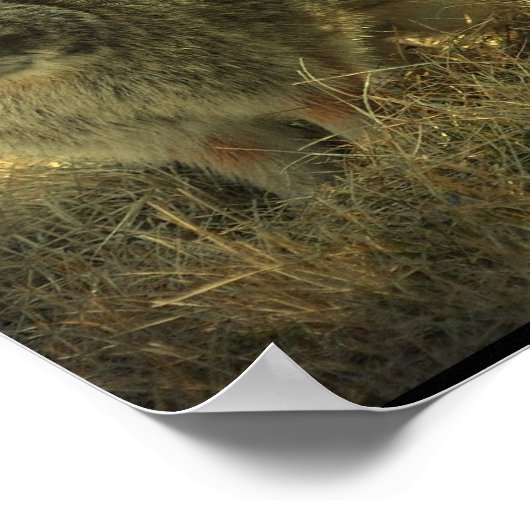 Wild Rabbit Poster Print (Hoek)