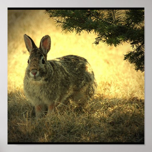 Wild Rabbit Poster Print (Voorkant)
