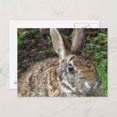 Wild Rabbit Up Close Briefkaart (Voorkant / Achterkant)