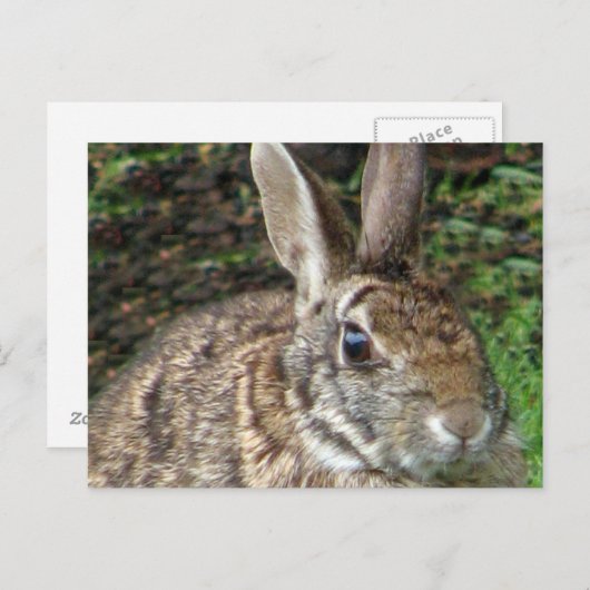 Wild Rabbit Up Close Briefkaart (Voorkant / Achterkant)