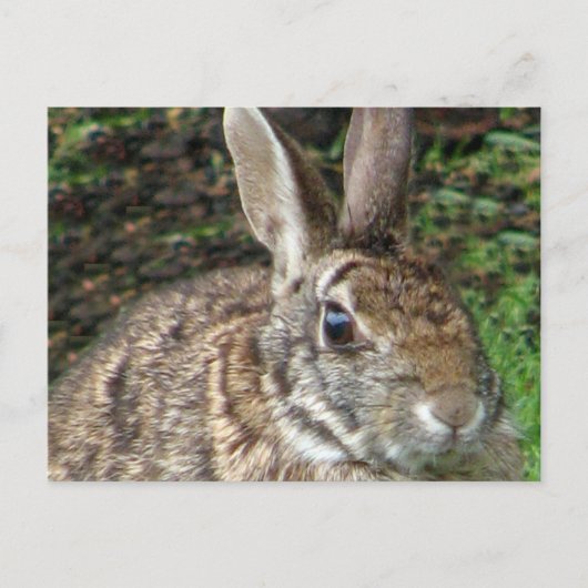 Wild Rabbit Up Close Briefkaart (Voorkant)