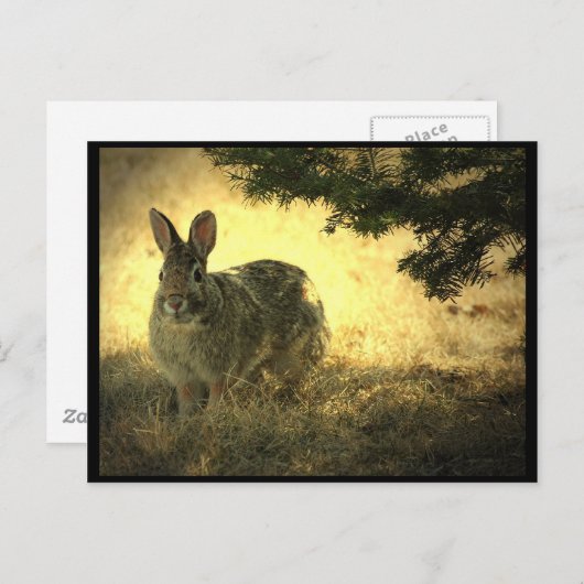 Wild Rabbits Briefkaart (Voorkant / Achterkant)