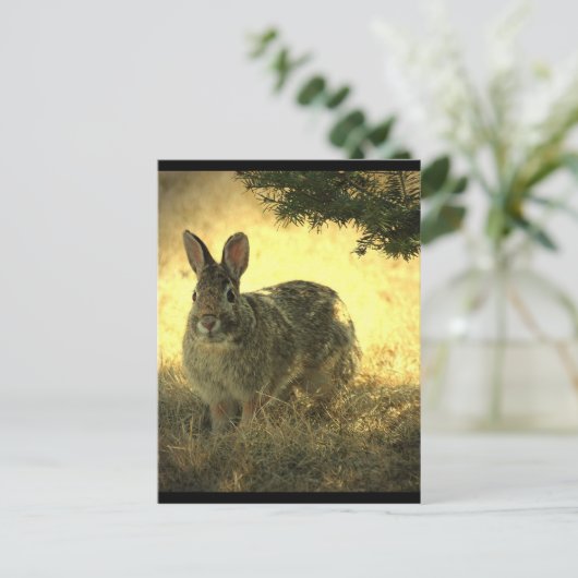 Wild Rabbits Briefkaart (Staand voorkant)