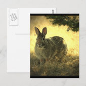 Wild Rabbits Briefkaart (Voorkant / Achterkant)