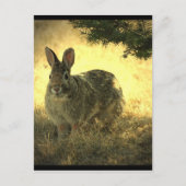 Wild Rabbits Briefkaart (Voorkant)