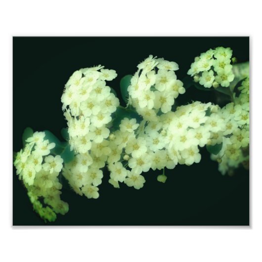 Wild Rambling Witte Rozen 8x10 Foto Afdruk (Voorkant)