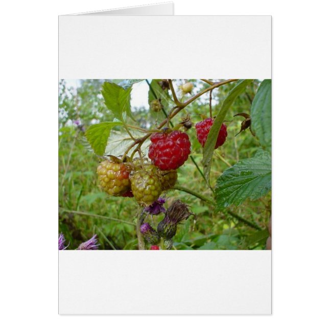 Wild Raspberri (Voorkant)