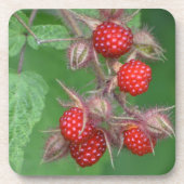 Wild Raspberry Onderzetter (Voorkant)