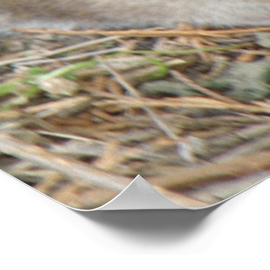 Wild Rat Print (Hoek)