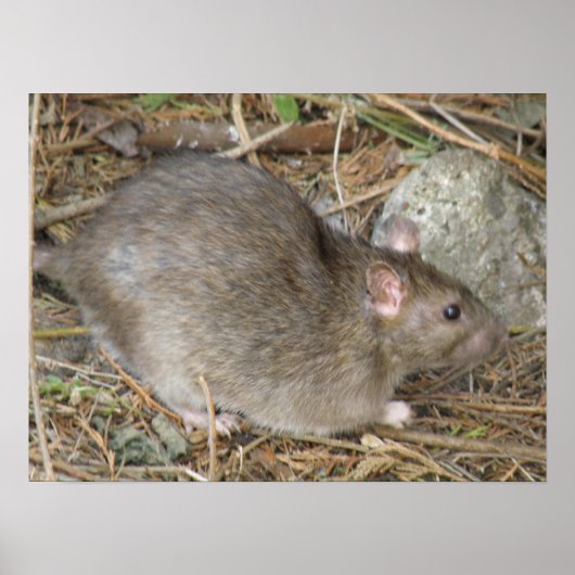 Wild Rat Print (Voorkant)