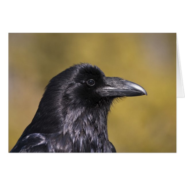 Wild Raven - Kaart (Voorkant Horizontaal)