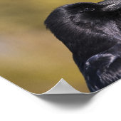 Wild Raven Portret - Kunstafdrukken Poster (Hoek)