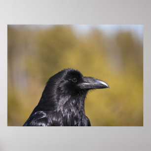 Wild Raven Portret - Kunstafdrukken Poster