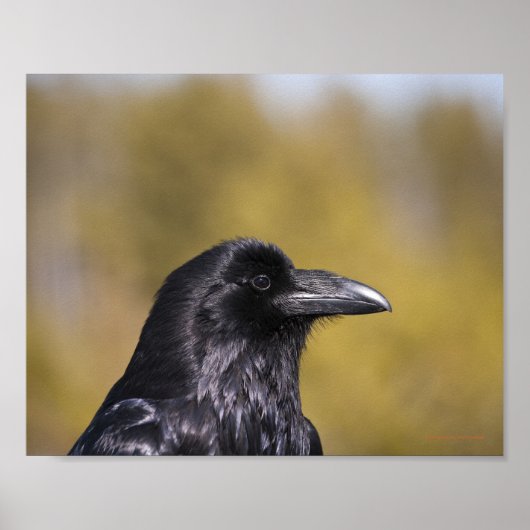 Wild Raven Portret - Kunstafdrukken Poster (Voorkant)