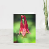 Wild Red Columbine Flower Photography  Notitiekaartje (Voorkant)