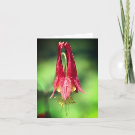 Wild Red Columbine Flower Photography  Notitiekaartje (Voorkant)