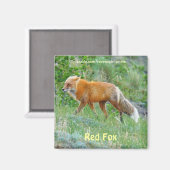 Wild Red Fox Animal Wildlife Fun Magnet (Voorkant / Achterkant)