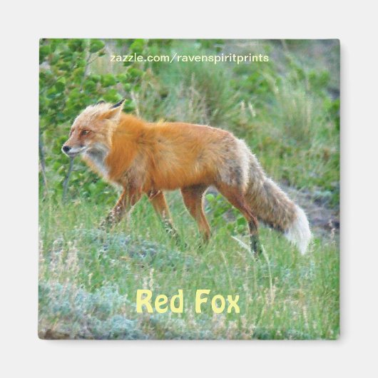Wild Red Fox Animal Wildlife Fun Magnet (Voorkant)