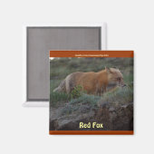 Wild Red Fox Animal Wildlife Fun Magnet (Voorkant / Achterkant)