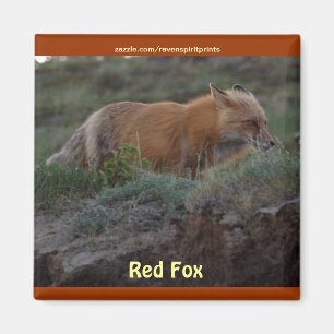 Wild Red Fox Animal Wildlife Fun Magnet