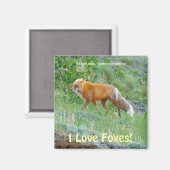 Wild Red Fox-lover Dier Wildlife Art Magnet (Voorkant / Achterkant)