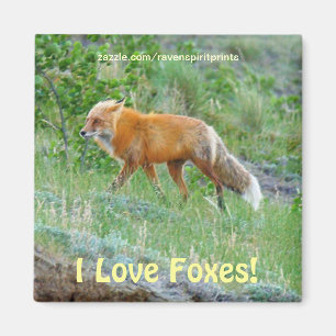 Wild Red Fox-lover Dier Wildlife Art Magnet