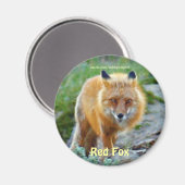 Wild Red Fox Vixen Wildlife Art Magnet (Voorkant / Achterkant)