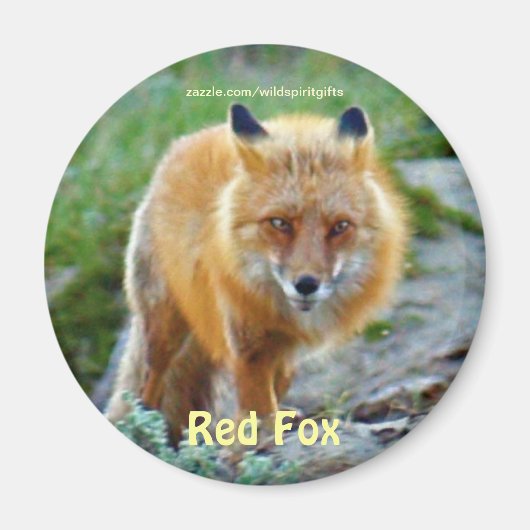 Wild Red Fox Vixen Wildlife Art Magnet (Voorkant)