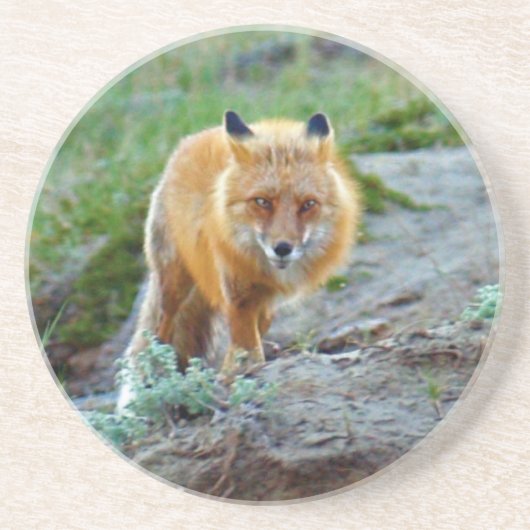 Wild Red Fox Vixen Wildlife Foto Kunst Zandsteen Onderzetter (Voorkant)