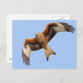 Wild Red Kites Briefkaart (Voorkant / Achterkant)